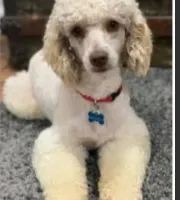 Nutmeg, a female Poodle - Miniature  for sale in Kearney, MO – Photo 5 of 8