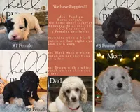 Nutmeg, a female Poodle - Miniature  for sale in Kearney, MO – Photo 2 of 8