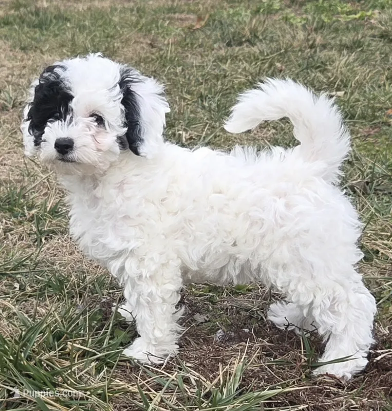 Nutmeg – Poodle - Miniature  puppy for sale in Kearney, MO