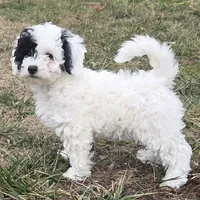 Nutmeg, a female Poodle - Miniature  for sale in Kearney, MO – Photo 8 of 8