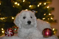 Nutmeg, a female Poodle - Miniature  for sale in Kearney, MO – Photo 4 of 8