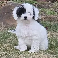 Nutmeg, a female Poodle - Miniature  for sale in Kearney, MO – Photo 6 of 8