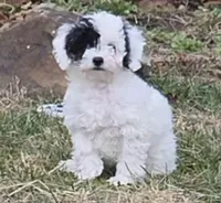 Nutmeg, a female Poodle - Miniature  for sale in Kearney, MO – Photo 6 of 8