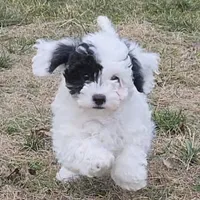 Nutmeg, a female Poodle - Miniature  for sale in Kearney, MO – Photo 7 of 8