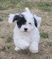 Nutmeg, a female Poodle - Miniature  for sale in Kearney, MO – Photo 7 of 8