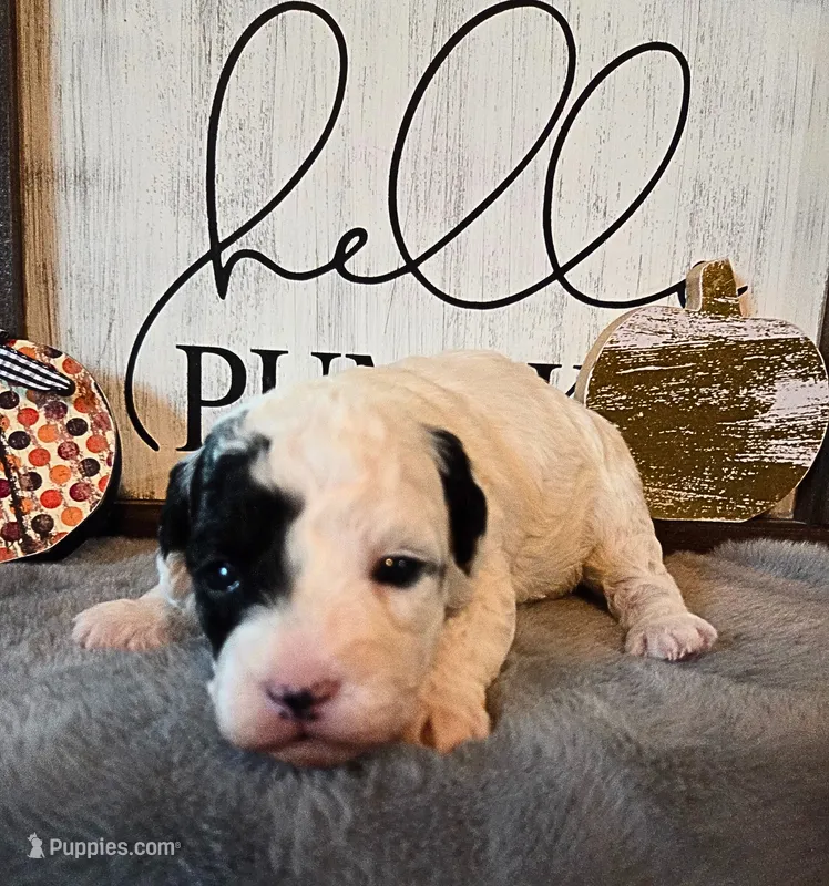 Nutmeg, a female Poodle - Miniature  for sale in Kearney, MO – Photo 1 of 8