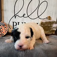 Nutmeg, a female Poodle - Miniature  for sale in Kearney, MO – Photo 1 of 8