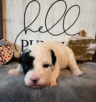 Nutmeg, a female Poodle - Miniature  for sale in Kearney, MO – Photo 1 of 8