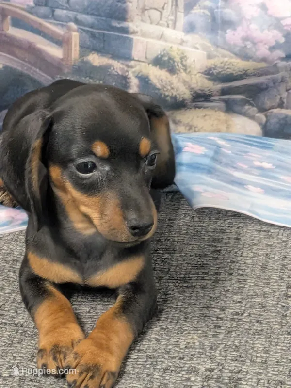 Leo – Miniature Dachshund puppy for sale in Live Oak, FL