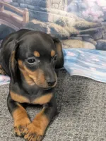 Leo, a male Miniature Dachshund for sale in Live Oak, FL – 1 of 2
