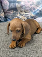 Rose, a female Miniature Dachshund for sale in Live Oak, FL – 3 of 3