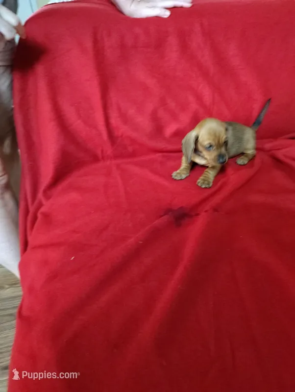 Rose – Miniature Dachshund puppy for sale in Live Oak, FL
