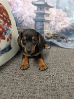 Leo, a male Miniature Dachshund for sale in Live Oak, FL – 2 of 2