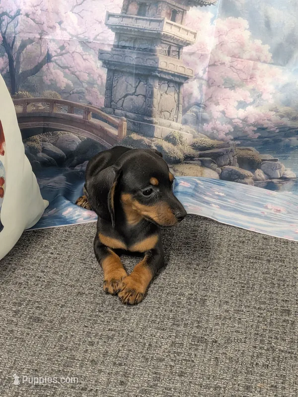 Lily – Miniature Dachshund puppy for sale in Live Oak, FL