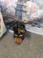 Lily, a female Miniature Dachshund for sale in Live Oak, FL – 1 of 3
