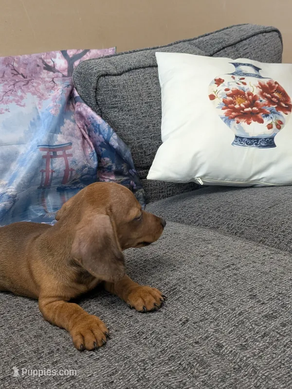 Rose – Miniature Dachshund puppy for sale in Live Oak, FL
