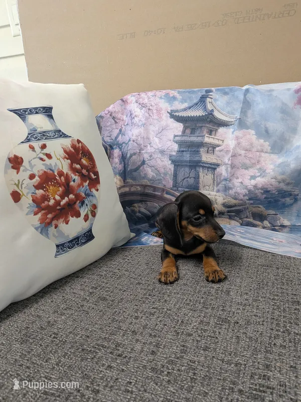 Tiny boy – Miniature Dachshund puppy for sale in Live Oak, FL
