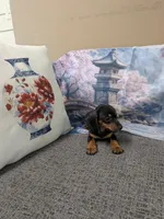 Tiny boy, a male Miniature Dachshund for sale in Live Oak, FL – 1 of 1