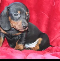 King, a male Dachshund for sale in Live Oak, FL – 1 of 1
