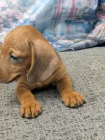Rose, a female Miniature Dachshund for sale in Live Oak, FL – 2 of 3