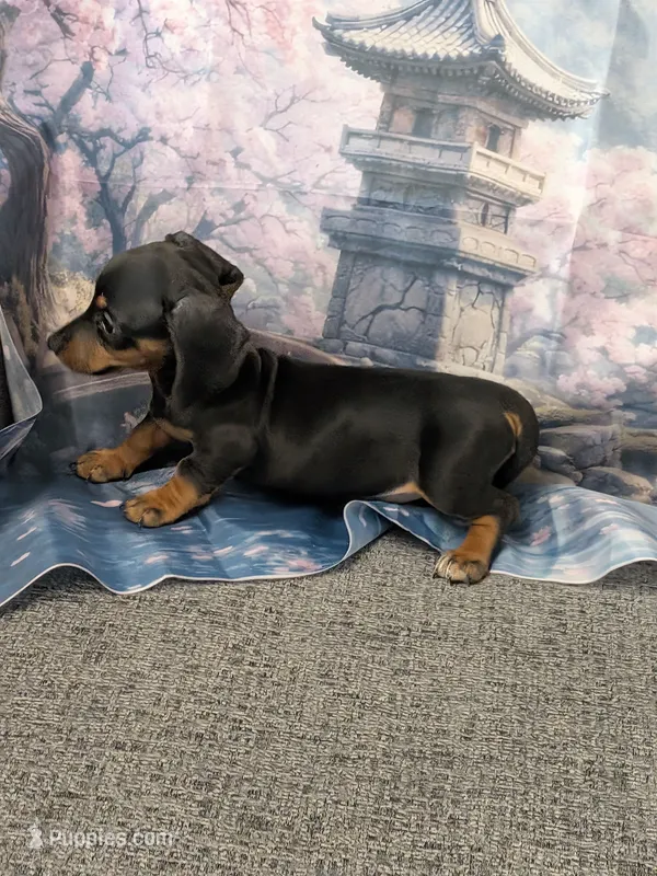 Lily – Miniature Dachshund puppy for sale in Live Oak, FL