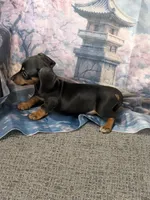 Lily, a female Miniature Dachshund for sale in Live Oak, FL – 2 of 3