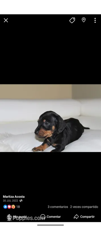 Leo – Miniature Dachshund puppy for sale in Live Oak, FL