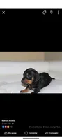 Leo, a male Miniature Dachshund for sale in Live Oak, FL – 1 of 1