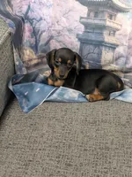 Lily, a female Miniature Dachshund for sale in Live Oak, FL – 3 of 3