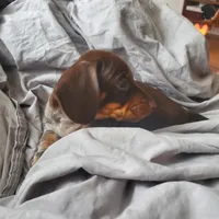 puppy 4, a female Miniature Dachshund for sale in Tulsa, OK – Photo 2 of 5