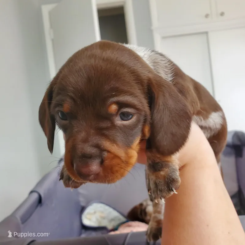 puppy 4 – Miniature Dachshund puppy for sale in Tulsa, OK