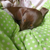 puppy 4, a female Miniature Dachshund for sale in Tulsa, OK – 2 of 8