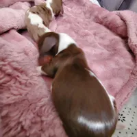 puppy 4, a female Miniature Dachshund for sale in Tulsa, OK – Photo 1 of 2