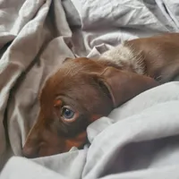 puppy 4, a female Miniature Dachshund for sale in Tulsa, OK – Photo 3 of 5