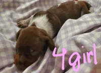 puppy 4, a female Miniature Dachshund for sale in Tulsa, OK – Photo 4 of 6