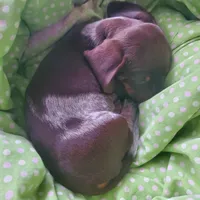 puppy 4, a female Miniature Dachshund for sale in Tulsa, OK – 3 of 8