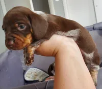 puppy 4, a female Miniature Dachshund for sale in Tulsa, OK – Photo 2 of 6