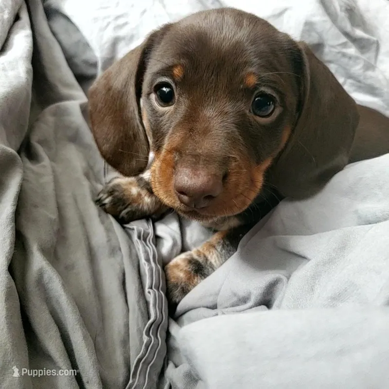 puppy 4 – Miniature Dachshund puppy for sale in Tulsa, OK