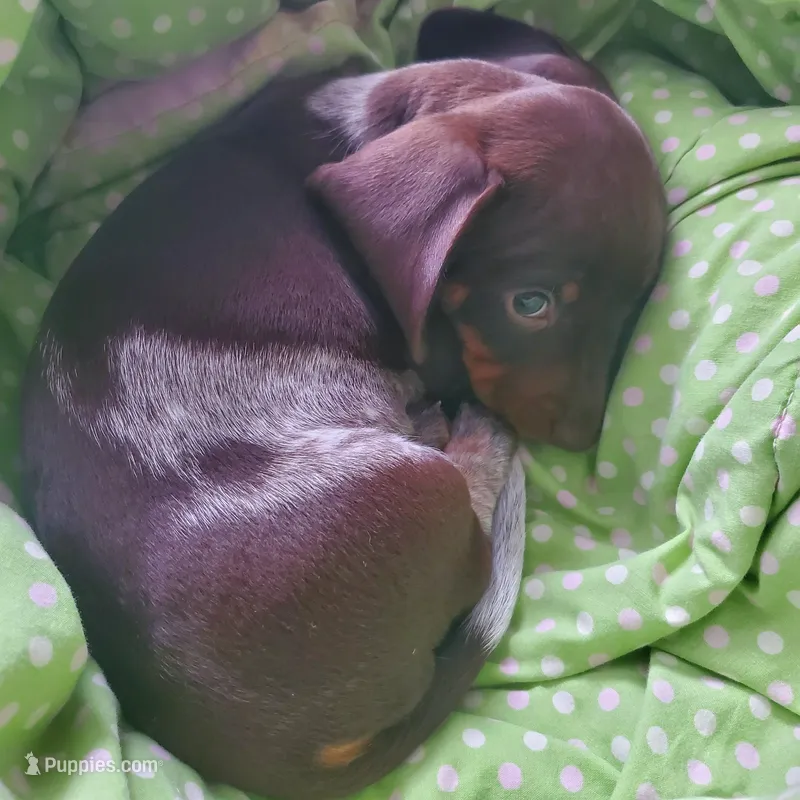 puppy 4 – Miniature Dachshund puppy for sale in Tulsa, OK