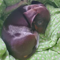puppy 4, a female Miniature Dachshund for sale in Tulsa, OK – 1 of 8
