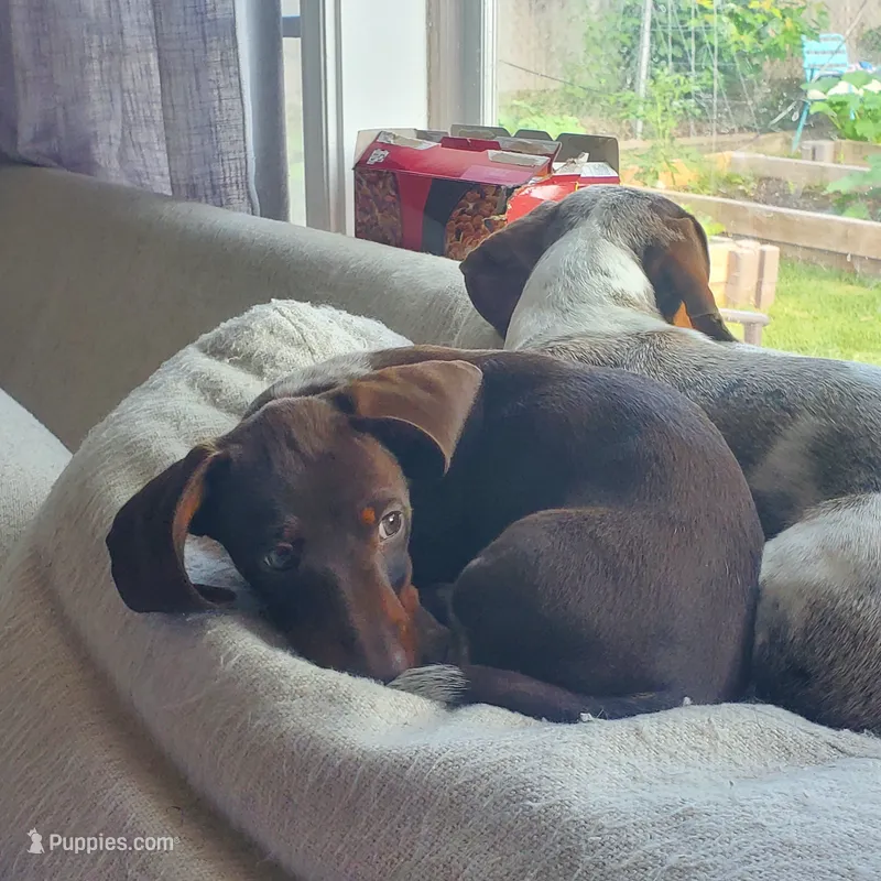 puppy 4 – Miniature Dachshund puppy for sale in Tulsa, OK
