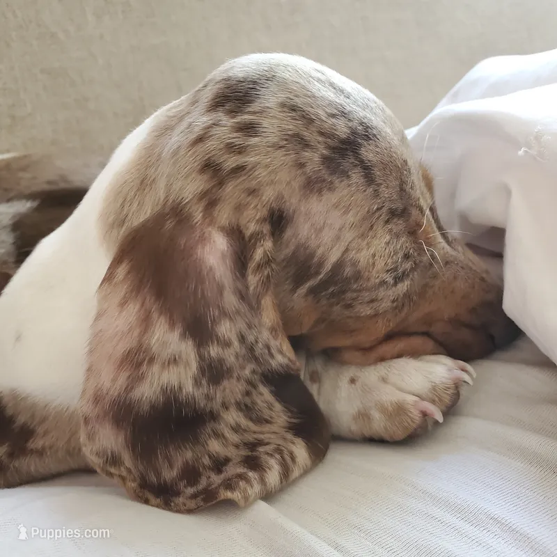 puppy 2 – Miniature Dachshund puppy for sale in Tulsa, OK