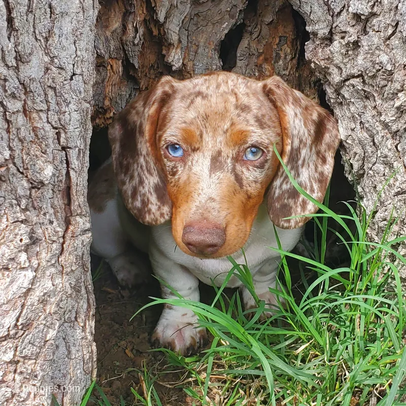 puppy 2 – Miniature Dachshund puppy for sale in Tulsa, OK