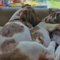 puppy 2, a female Miniature Dachshund for sale in Tulsa, OK – 3 of 8