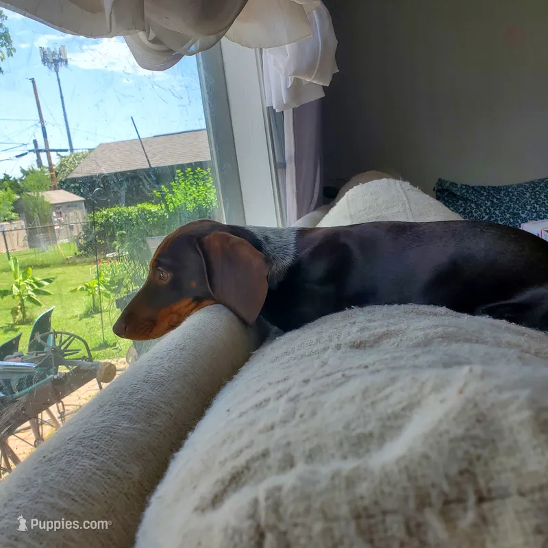 puppy 4 – Miniature Dachshund puppy for sale in Tulsa, OK
