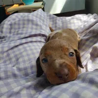 puppy 1 , a male Miniature Dachshund for sale in Tulsa, OK – Photo 2 of 6