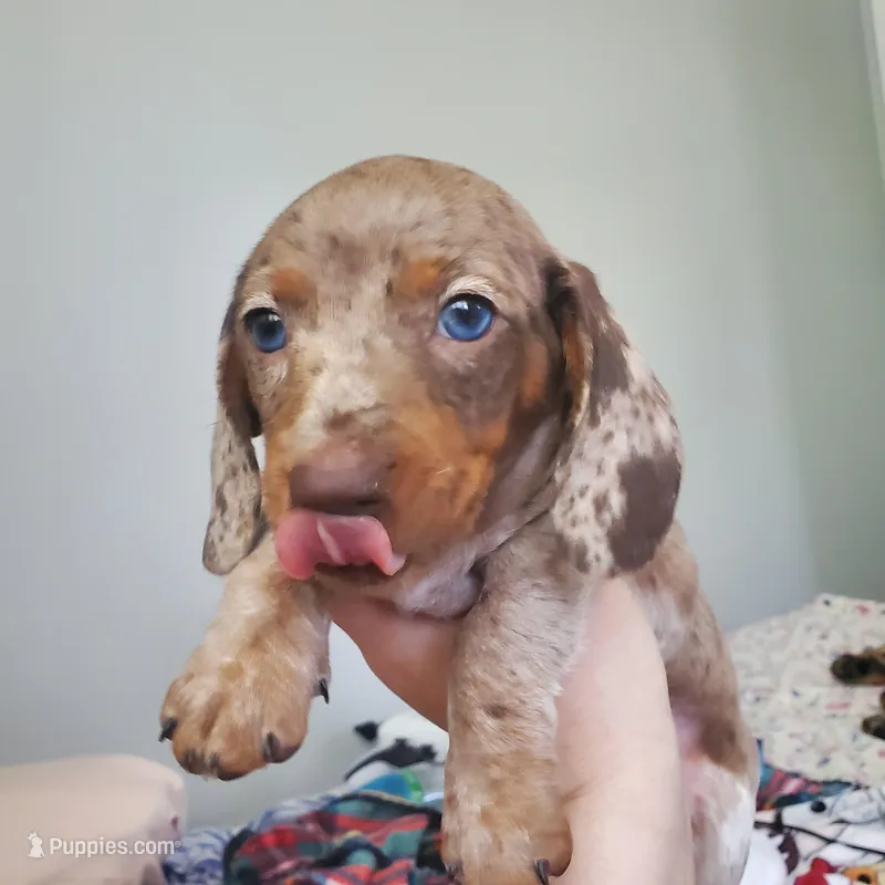 puppy 1  – Miniature Dachshund puppy on hold in Tulsa, OK