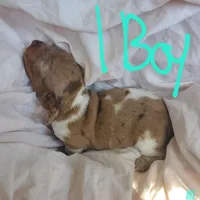 puppy 1 , a male Miniature Dachshund for sale in Tulsa, OK – Photo 4 of 6