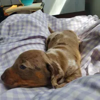 puppy 1 , a male Miniature Dachshund for sale in Tulsa, OK – Photo 1 of 6