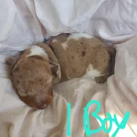 puppy 1 , a male Miniature Dachshund for sale in Tulsa, OK – Photo 3 of 6